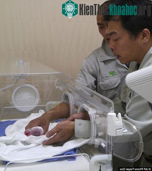 Chú gấu trúc được đưa vào trong lồng ấp