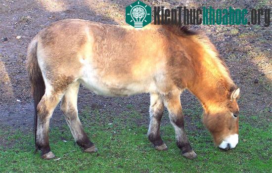 Vó ngựa hoang Przewalski lại vang rộn thảo nguyên
