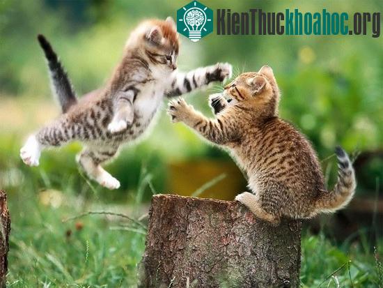 Xem động vật "phát điên" mỗi khi trăng tròn