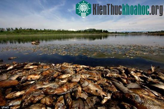 Cá chết thành đống ở hồ chứa Mexico
