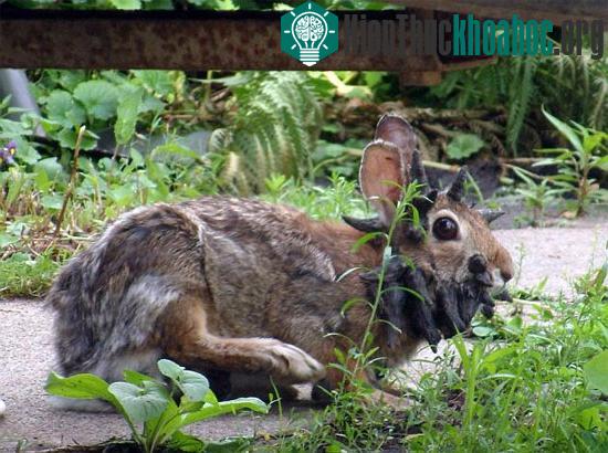 Chú thỏ "quái vật" trông giống loài động vật huyền thoại jackalope (thỏ có sừng nai).