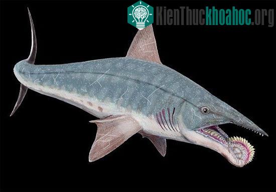 Cá mập cổ đại Helicoprion với hàm răng đặc trưng.