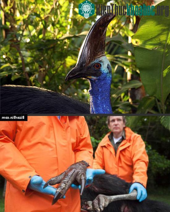 Đà điểu cassowary