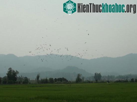 Bảo vệ đàn cò nhạn quý hiếm tại xã Mường Phăng