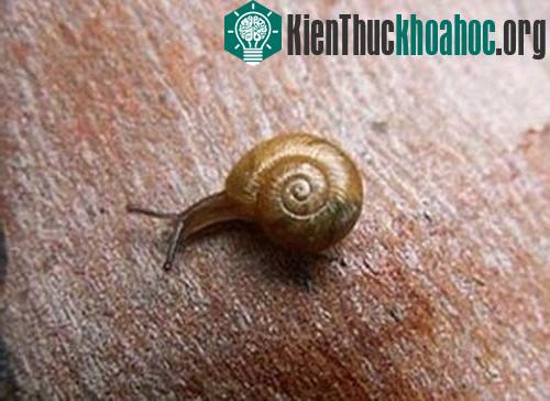 Ốc sên ăn thịt ở vùng núi Kaputar của Australia.