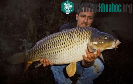 Đây cũng là con cá mà ông câu được 14 năm trước, khi đó nó chỉ nặng 11kg.