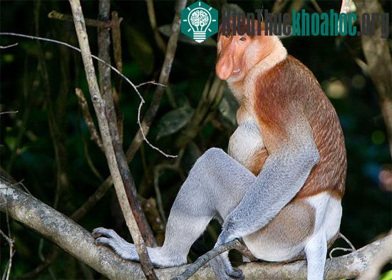 Những loài khỉ có bộ mặt ngộ nghĩnh nhất ảnh 1