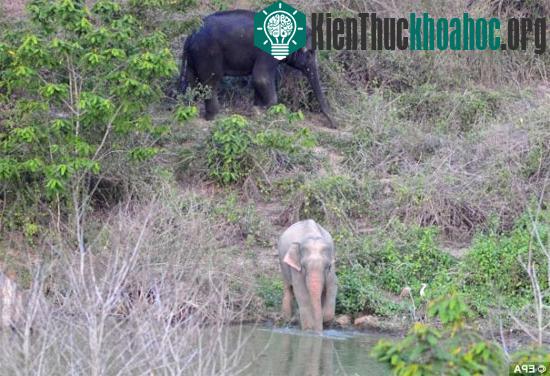 Voi hồng chung sống hòa thuận cùng những chú voi châu Á khác.