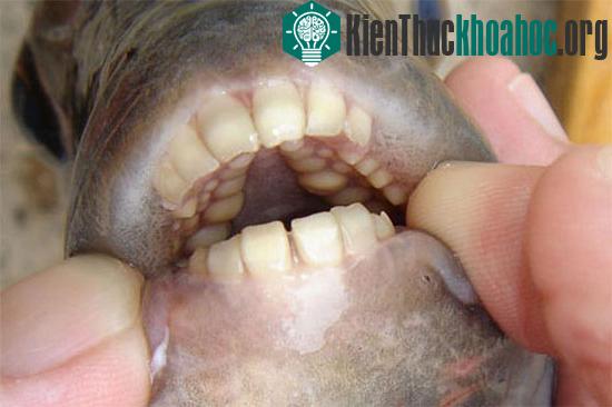 Cá Sheepshead