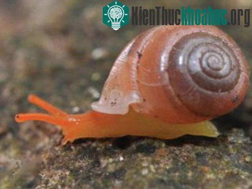 Ốc sên bảy màu ở Thái Lan