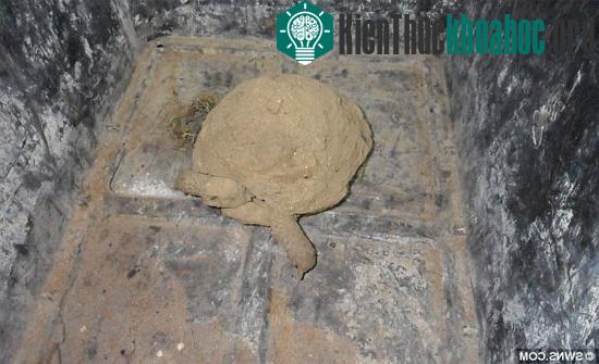 Rùa Sydney được tìm thấy trong sự ngỡ ngàng của cả gia đình ông