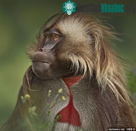 Khỉ geladas có họ hàng gần gũi với khỉ đầu chó. (Ảnh: BBC)
