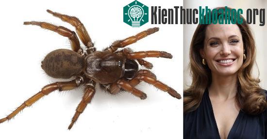 Trước đây, nhà sinh vật học này cũng từng đặt tên một loài nhện khác là Aptostichus Angelinajolieae theo tên của nữ diễn viên điện ảnh Angelina Jolie.