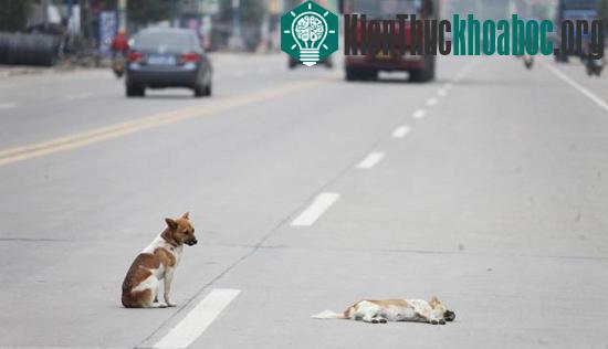 Con chó đứng cạnh bạn tình suốt 6 tiếng đồng hồ. (Ảnh: REX)