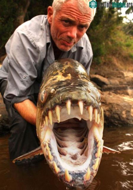 Cá hổ Tigerfish Goliath có bộ răng hình tam giác rất sắc nhọn. Những chiếc răng đan cài vào nhau như lưỡi kéo.