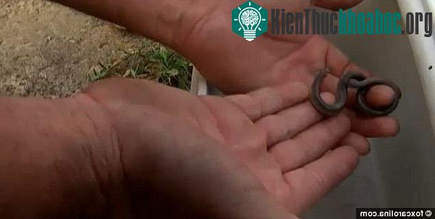 Phát hiện rắn hai đầu cực hiếm ảnh 1