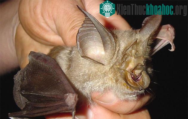 Dơi Rhinolophus cohenae
