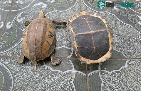 Hai cá thể rùa vừa được Trung tâm cứu hộ tiếp nhận. (Ảnh: Vườn quốc gia Pù Mát)