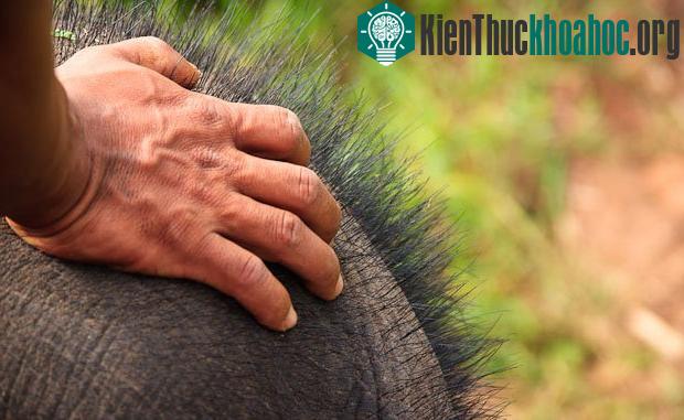 Phát hiện công dụng kỳ lạ của lông voi