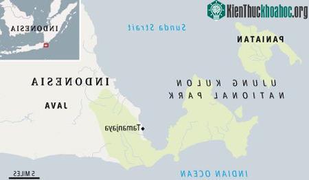 Nơi phân bố tê giác Java. (Ảnh: Guardian)