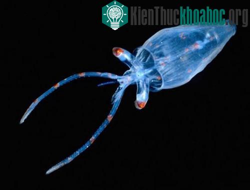 Cận cảnh vẻ kỳ ảo của những sinh vật tự phát sáng- ảnh 11