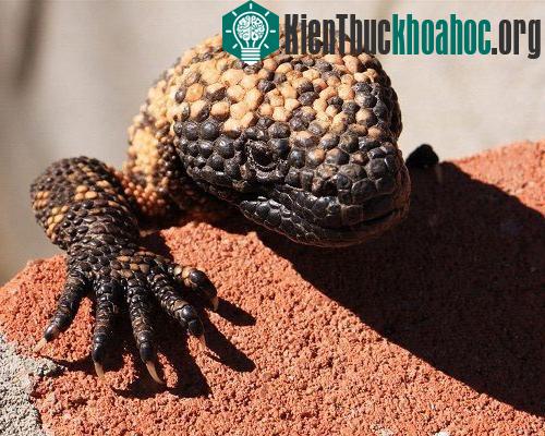 15 loài động vật dễ thương nhưng bạn phải tránh xa- ảnh 11