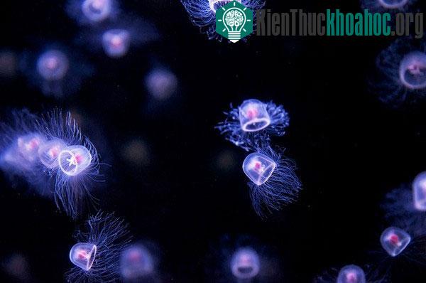 Top những động vật " trường thọ" mà bạn không ngờ tới