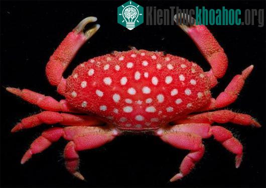 Tháng 1 năm 2010, nhà sinh vật biển người Đài Loan đã phát hiện ra loài cua mới, nhìn bề ngoài nó giống như quả dâu tây.