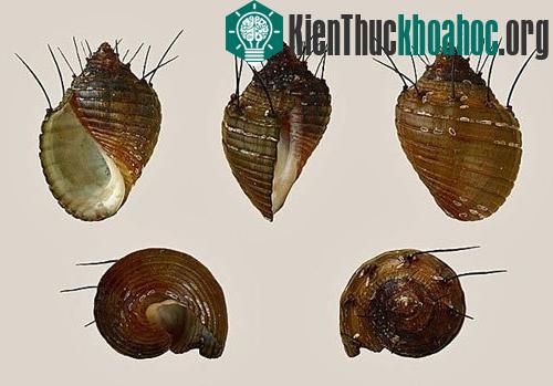 Ốc trumpet nhiều lông có vẻ ngoài đáng sợ với những chiếc gai nhô ra khỏi vỏ.