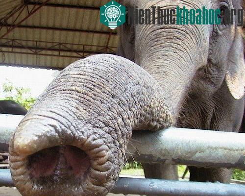 15 loài động vật dễ thương nhưng bạn phải tránh xa- ảnh 13