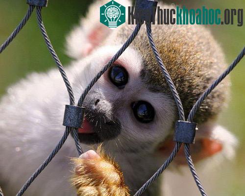 15 loài động vật dễ thương nhưng bạn phải tránh xa- ảnh 15