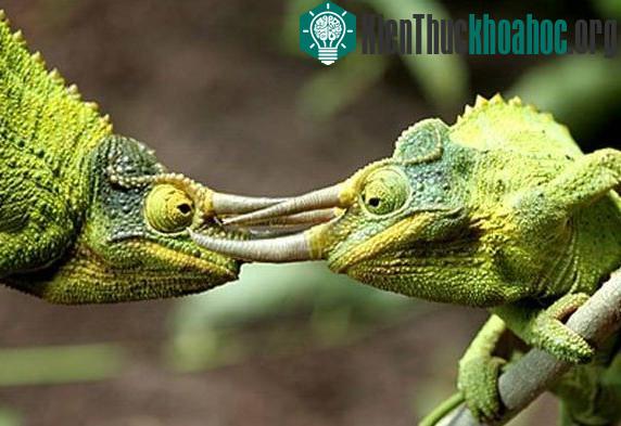 Tắc kè hoa bị mù có thể thay đổi màu sắc hay không?