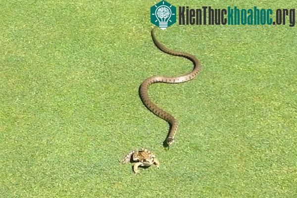 Nhưng chú bất ngờ thoát ra được - (Ảnh: Lindsey Henniker-Heaton)