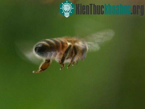 Những mục đích kỳ lạ khi huấn luyện các loài động vật