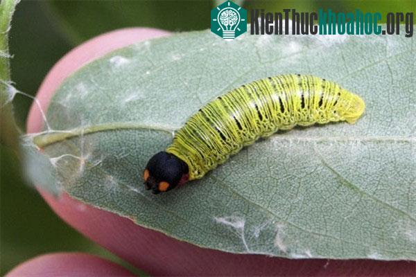 Các loài động vật quái đản: thở bằng hậu môn, "xì hơi" để bơi
