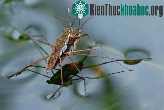 4 loài động vật có thể đi trên mặt nước cực đỉnh