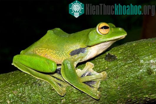 Ếch xanh khổng lồ biết bay (Rhacophorus helenae). Ảnh: Jodi J L Rowley/Bảo tàng Úc. Loài ếch này có thể dài đến 10cm và nằm trong nhóm các loài ếch có khả năng bay tốt nhất
