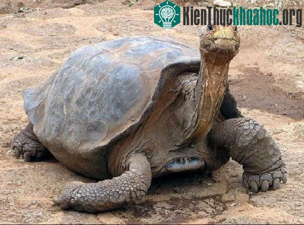 Cuộc sống của những động vật cô đơn nhất hành tinh