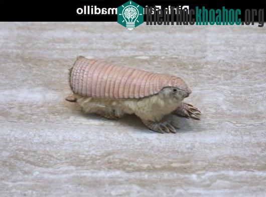 Những loài động vật kỳ lạ nhất trên thế giới