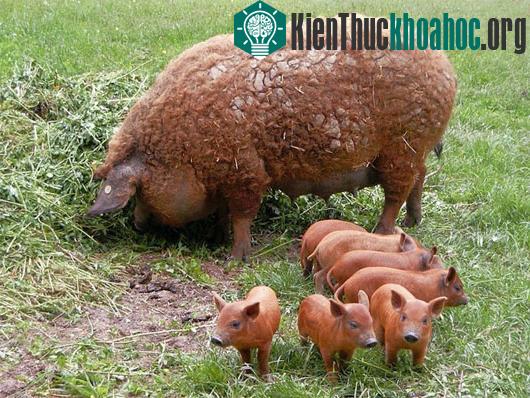 Theo các nhà nghiên cứu, quá trình nhân giống lợn Mangalitsa bắt đầu từ những năm 1980.