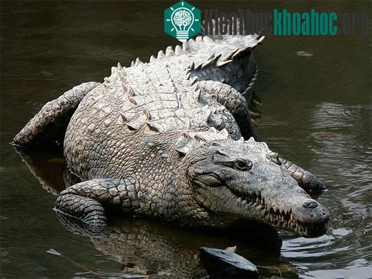 Quái vật khổng lồ ăn thịt vùng đầm lầy Nam Florida