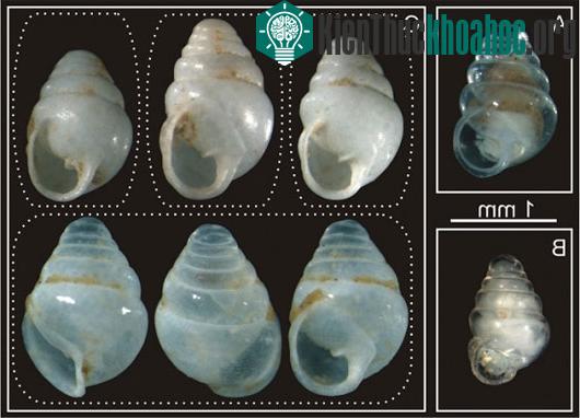 Ốc có vỏ trong suốt như thủy tinh. (Ảnh:&nbsp;natureworldnews.com)