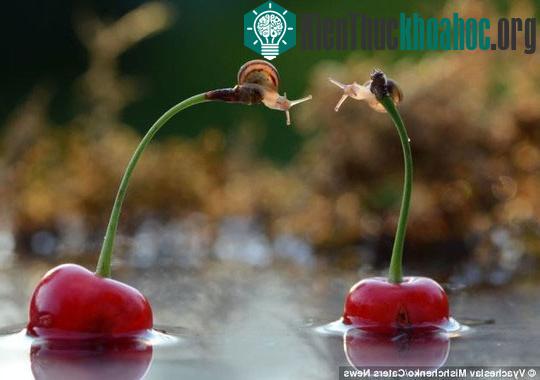 Ốc sên khóa môi kiểu Pháp gây sốt