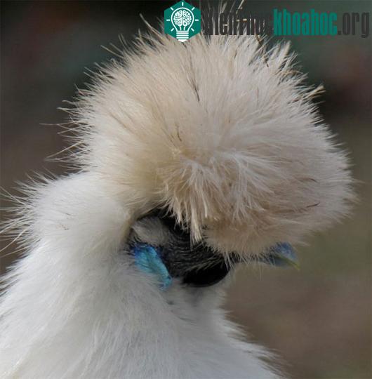 Bộ lông đặc trưng của gà Silkie. (Nguồn: huffingtonpost)