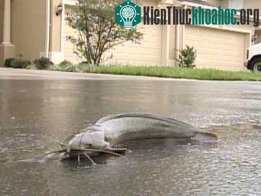 Kỳ lạ những loài cá thích đi bộ trên cạn