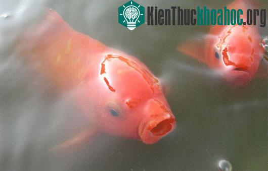 Trí thông minh của động vật