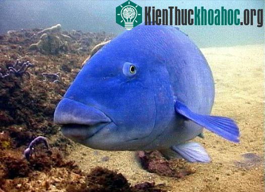 Thế giới động vật màu xanh