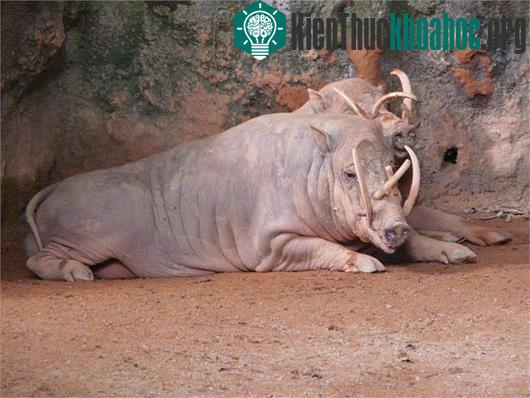 Quái vật lợn có bộ dạng kỳ dị ở Indonesia