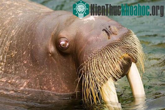 Những động vật có bộ ria kỳ lạ