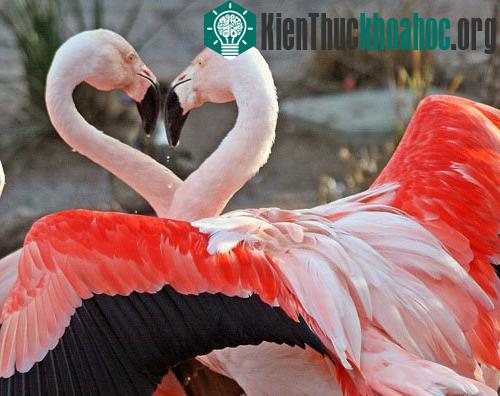 10 loài động vật có tập tính giao phối kì lạ trên thế giới